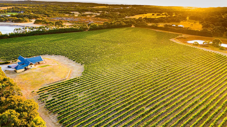 A vineyard with rows of grapevines and a small building with a blue roof.