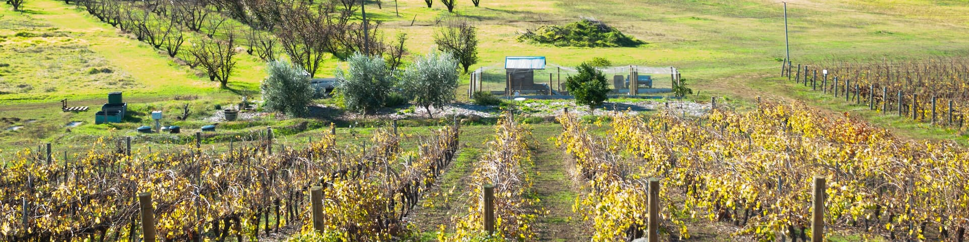 Vineyard - Bickley - Western Australia