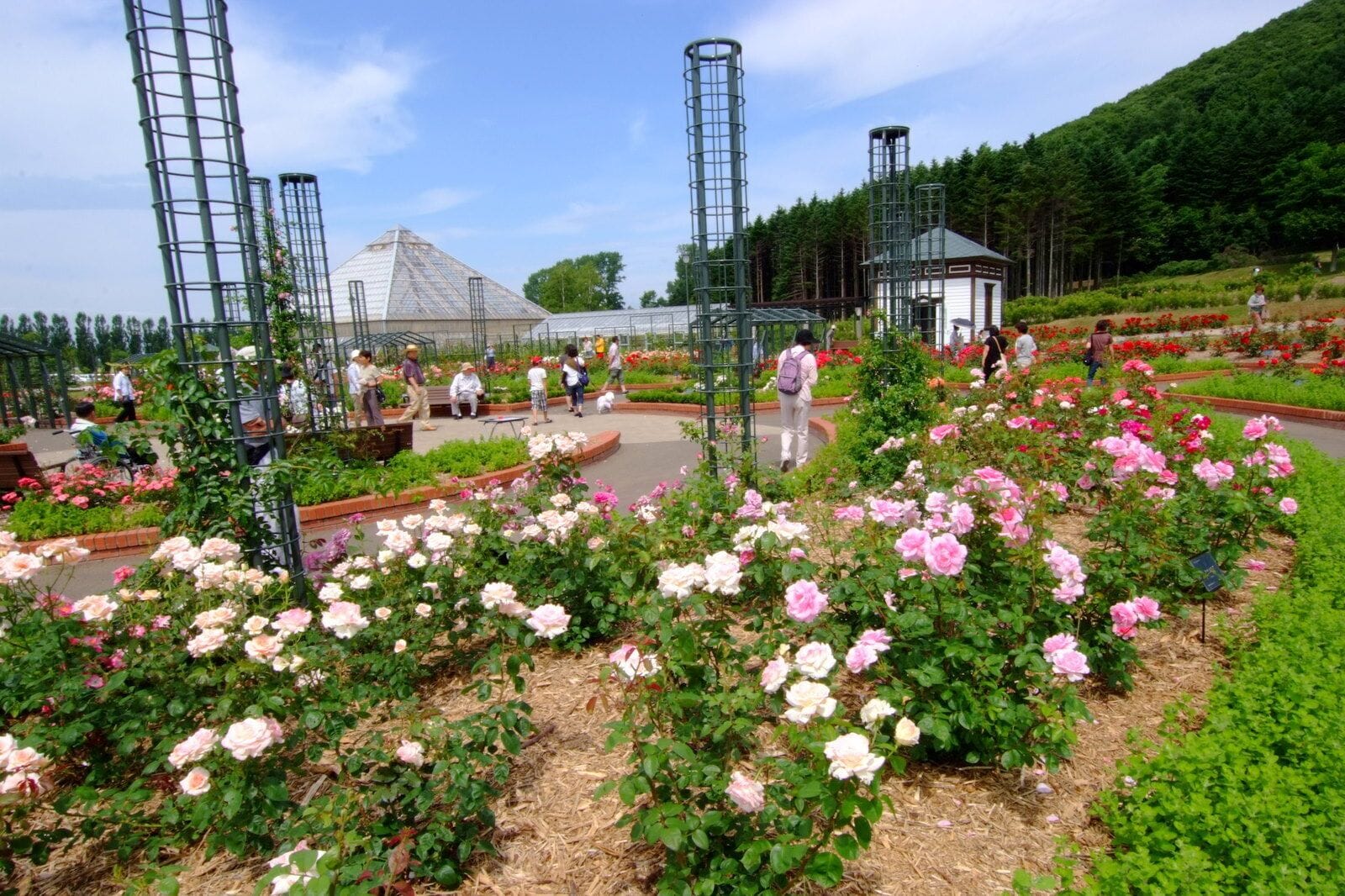 いわみざわ公園バラ園（Iwamizawa Park Rose Garden）