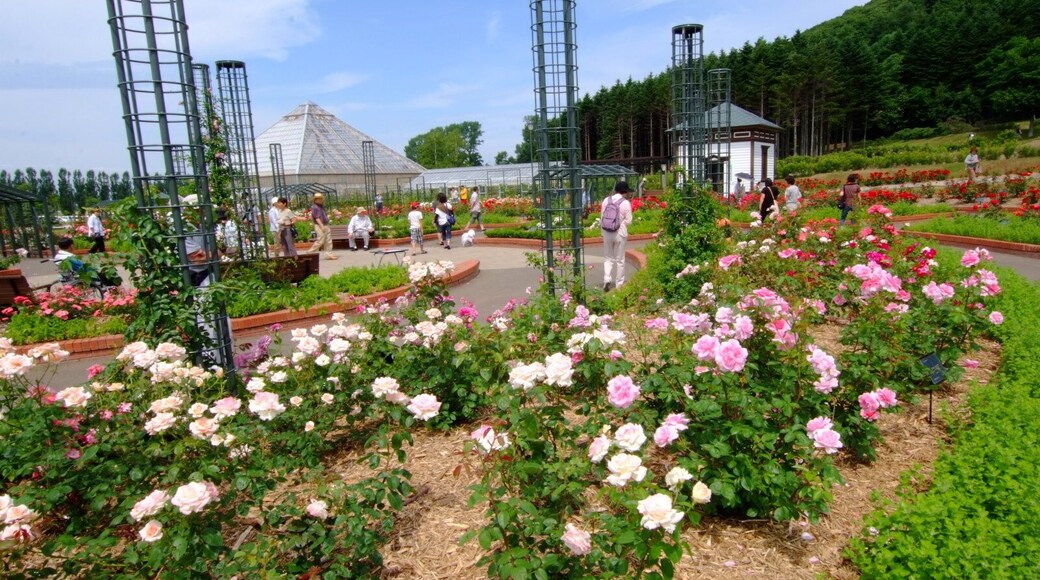 ใใใฟใใๅ
ฌๅใใฉๅ๏ผIwamizawa Park Rose Garden๏ผ