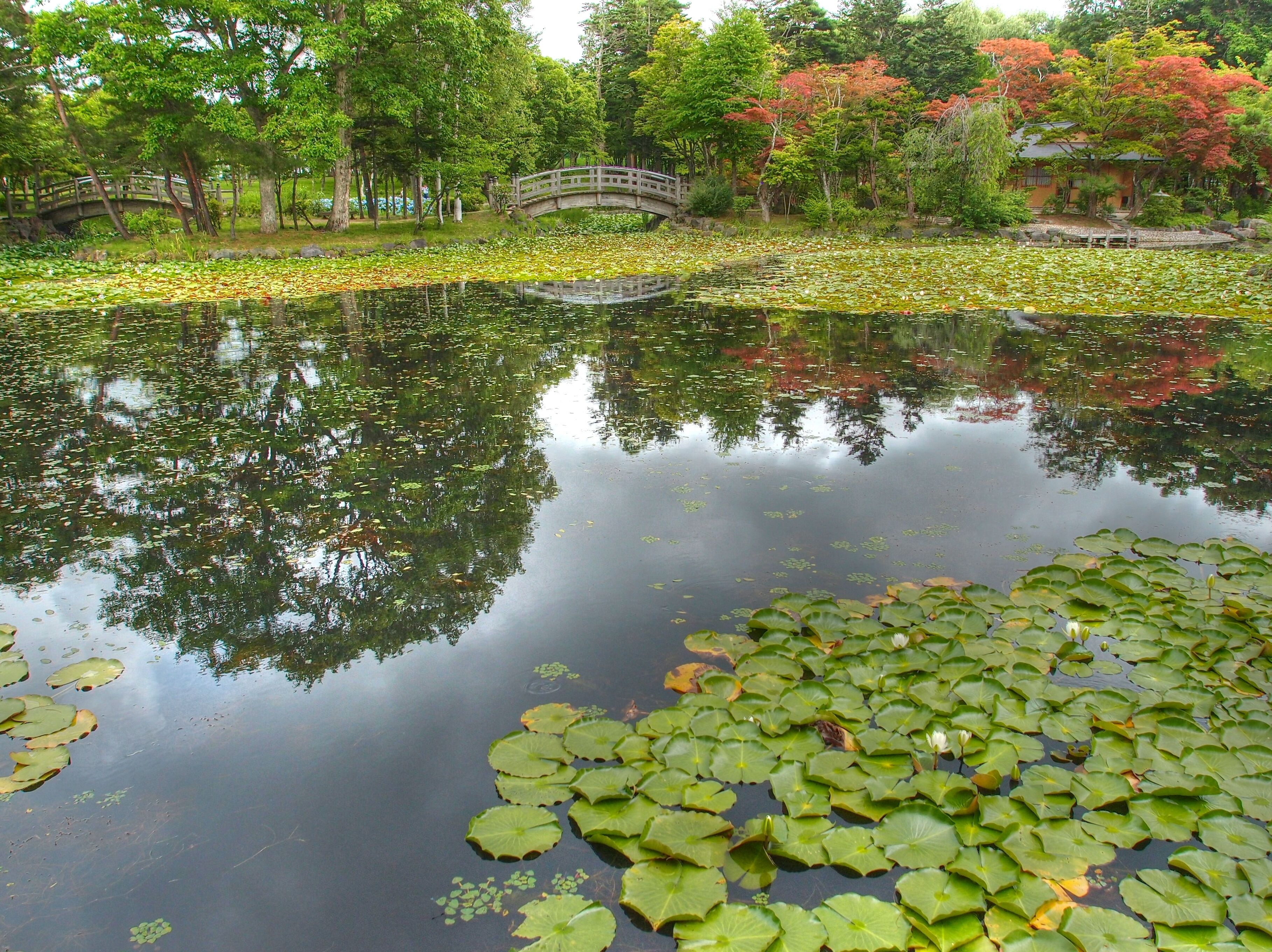 A pond with lily pads and a bridge.