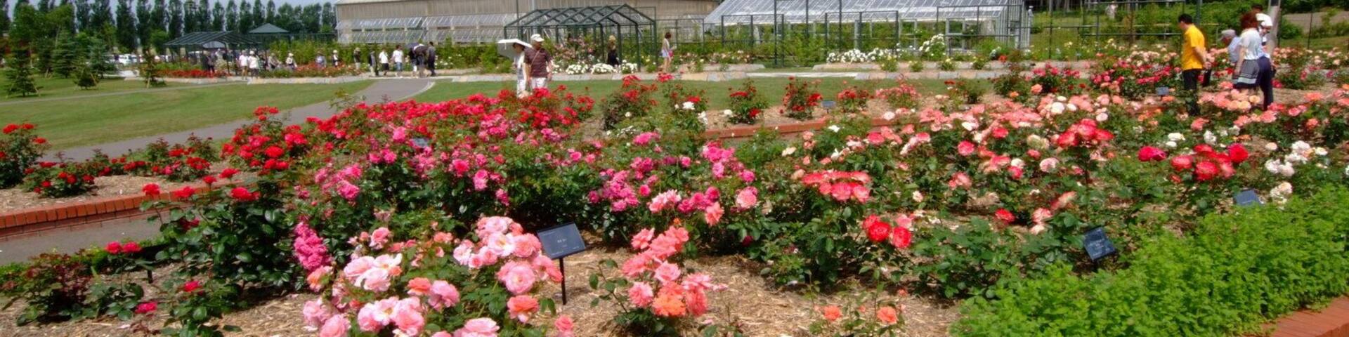 いわみざわ公園バラ園(Iwamizawa Park Rose Garden)