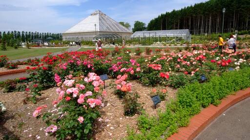 いわみざわ公園バラ園(Iwamizawa Park Rose Garden)
