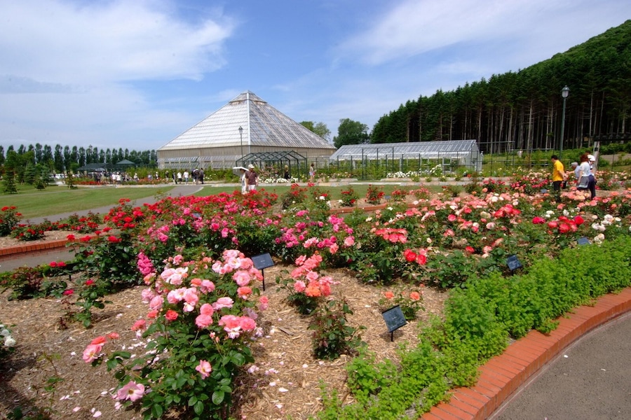 いわみざわ公園バラ園(Iwamizawa Park Rose Garden)