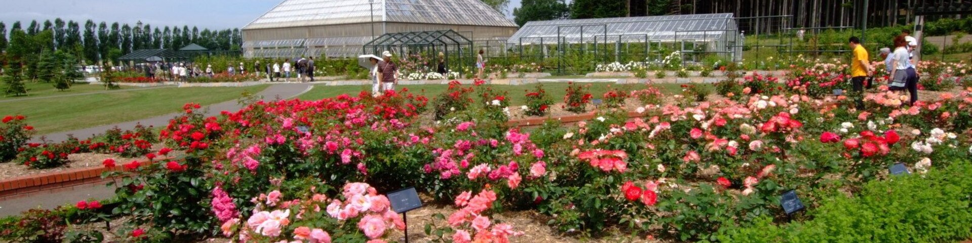 いわみざわ公園バラ園(Iwamizawa Park Rose Garden)