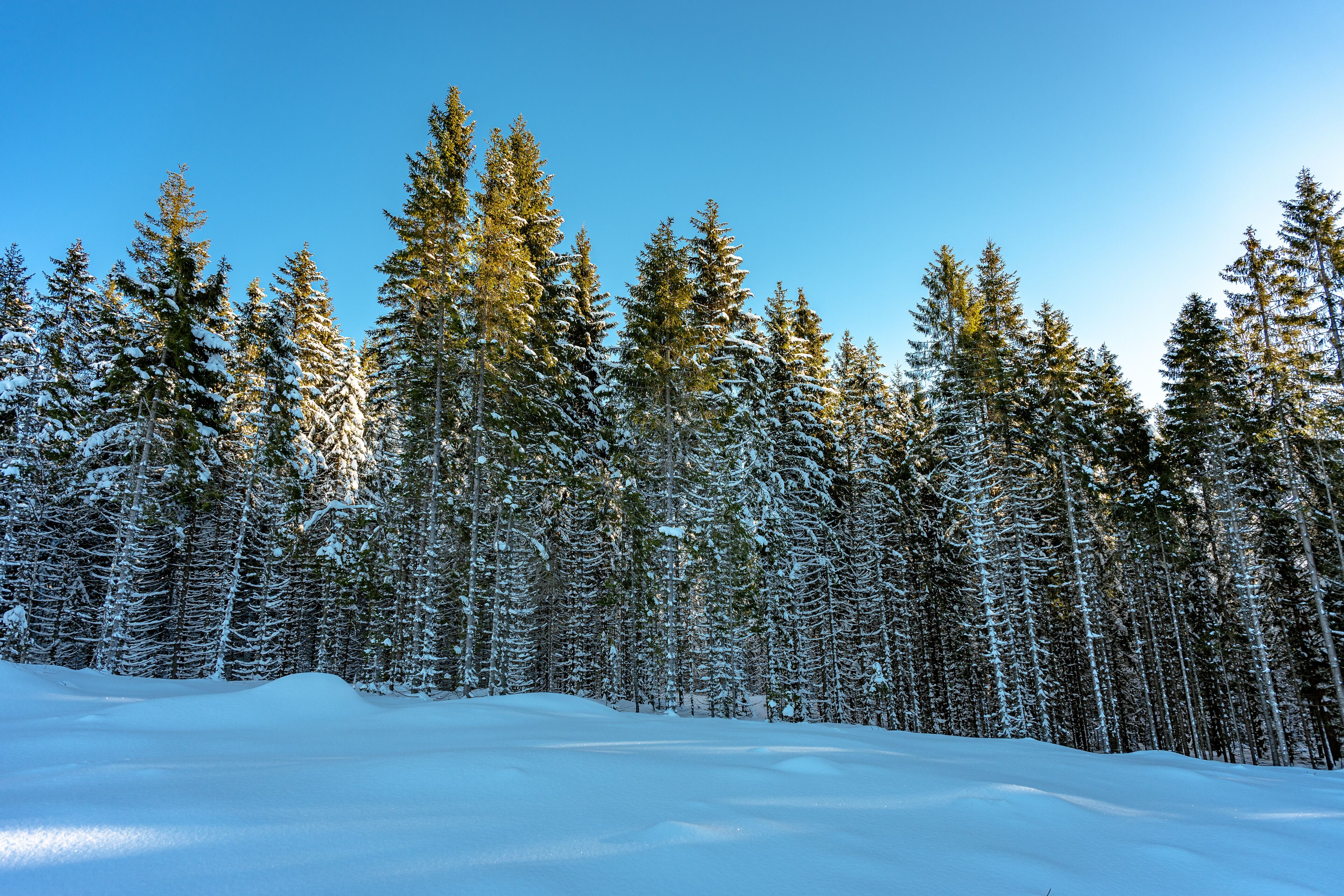 Sunlit Snowy Conifer Forest – Winter Landscape
