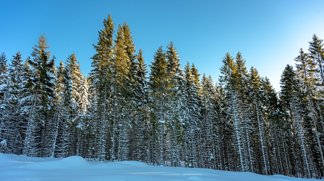 Sunlit Snowy Conifer Forest – Winter Landscape