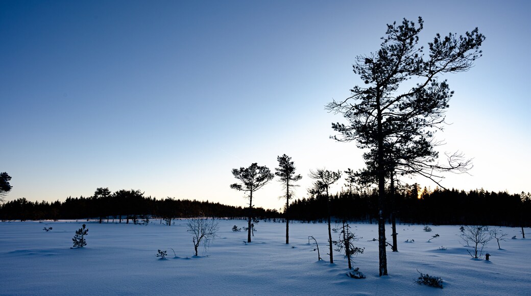 A wetland covered with snow, a snowy field that gets colder and colder at dusk, Nannestad, Norway, Norwegian winter, winter in Norway