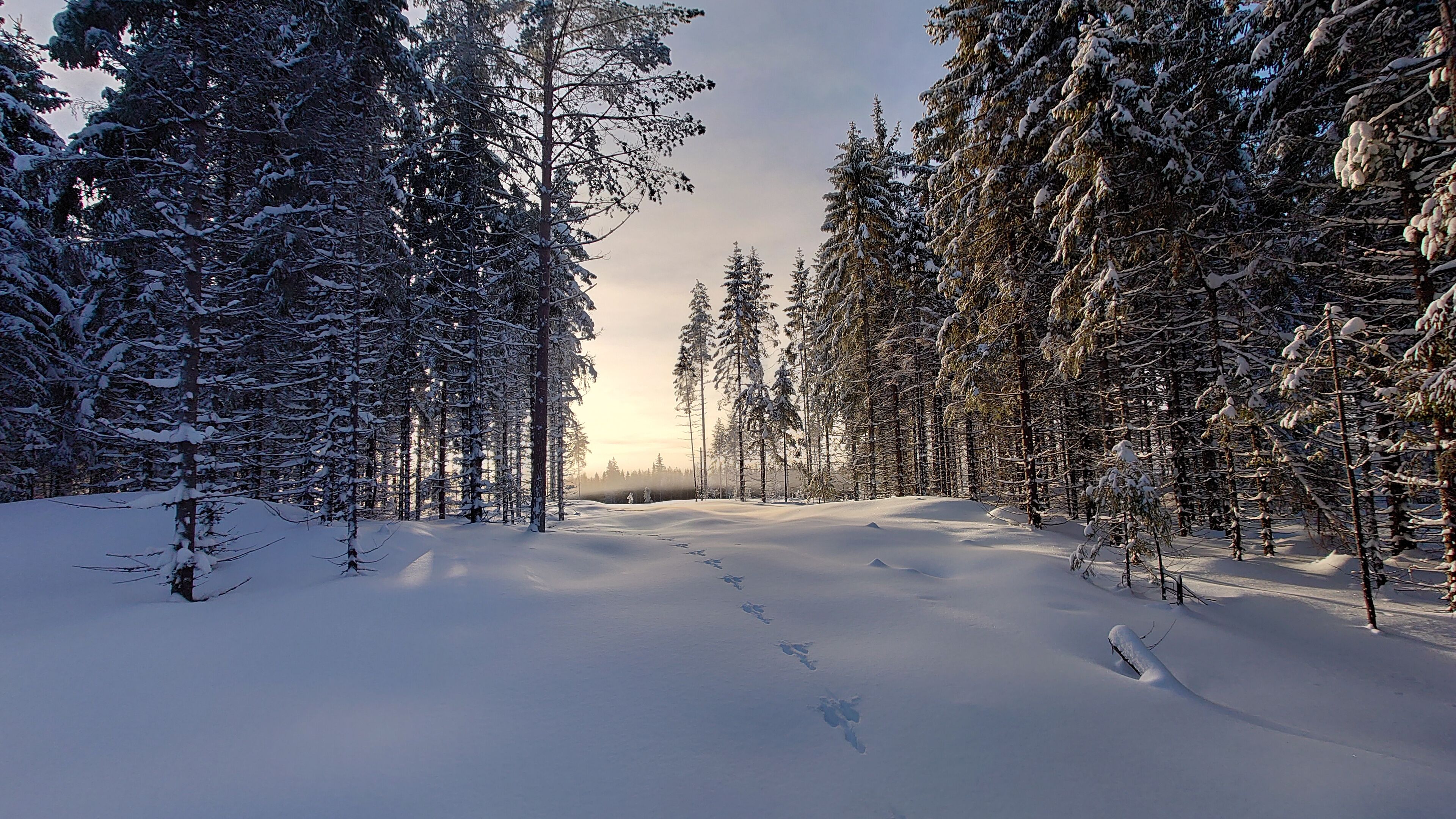 Rabbit footprints on snow, Nannestad, Norway, Norwegian winter, winter in Norway