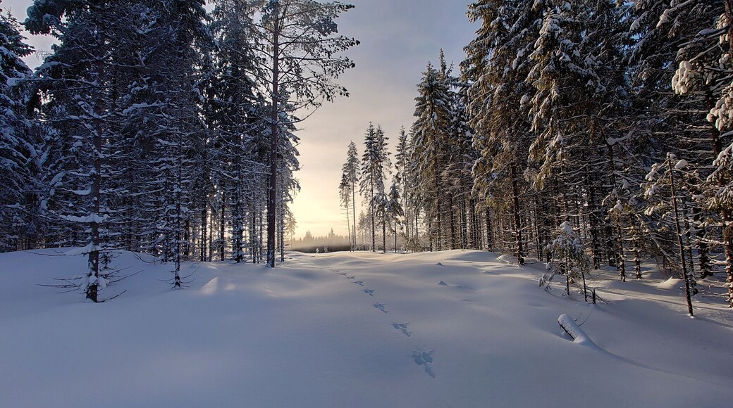 Rabbit footprints on snow, Nannestad, Norway, Norwegian winter, winter in Norway