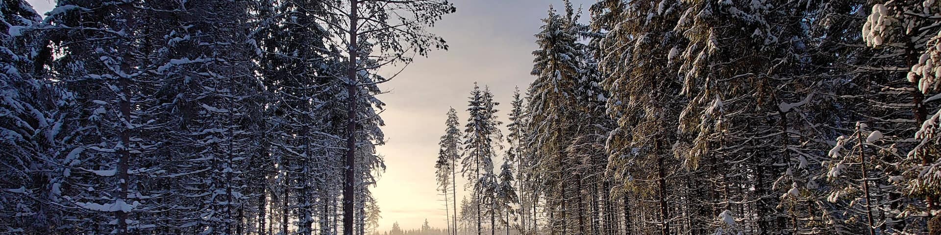 Rabbit footprints on snow, Nannestad, Norway, Norwegian winter, winter in Norway