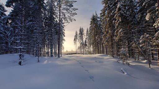 Rabbit footprints on snow, Nannestad, Norway, Norwegian winter, winter in Norway