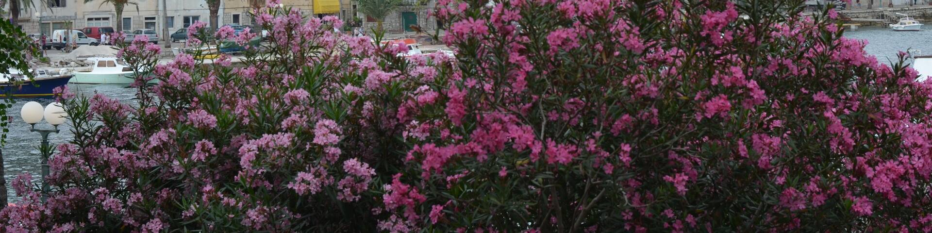 The very pretty island of Korcula in Croatia