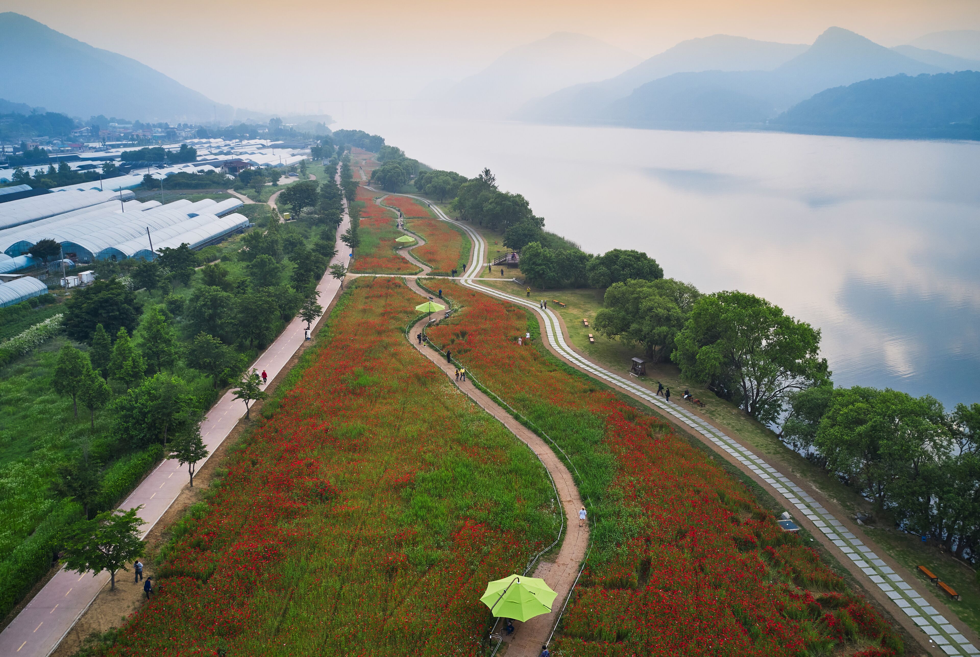 Jinjung-ri, Joan-myeon, Namyangju-si, Gyeonggi-do, South Korea - June 7, 2020: Aerial view of red poppies and trees at Water garden near Bukhangang River