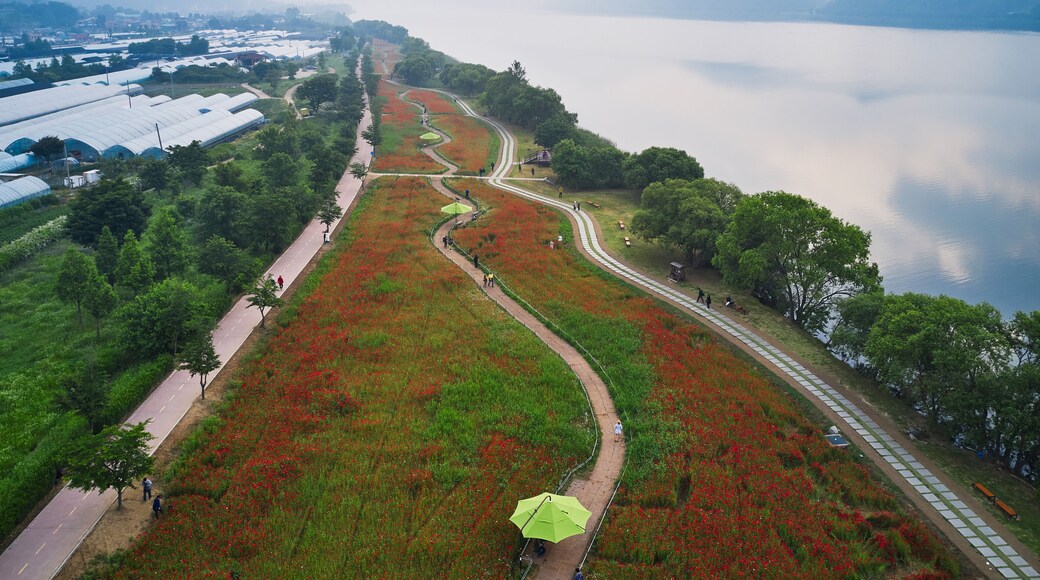 Jinjung-ri, Joan-myeon, Namyangju-si, Gyeonggi-do, South Korea - June 7, 2020: Aerial view of red poppies and trees at Water garden near Bukhangang River