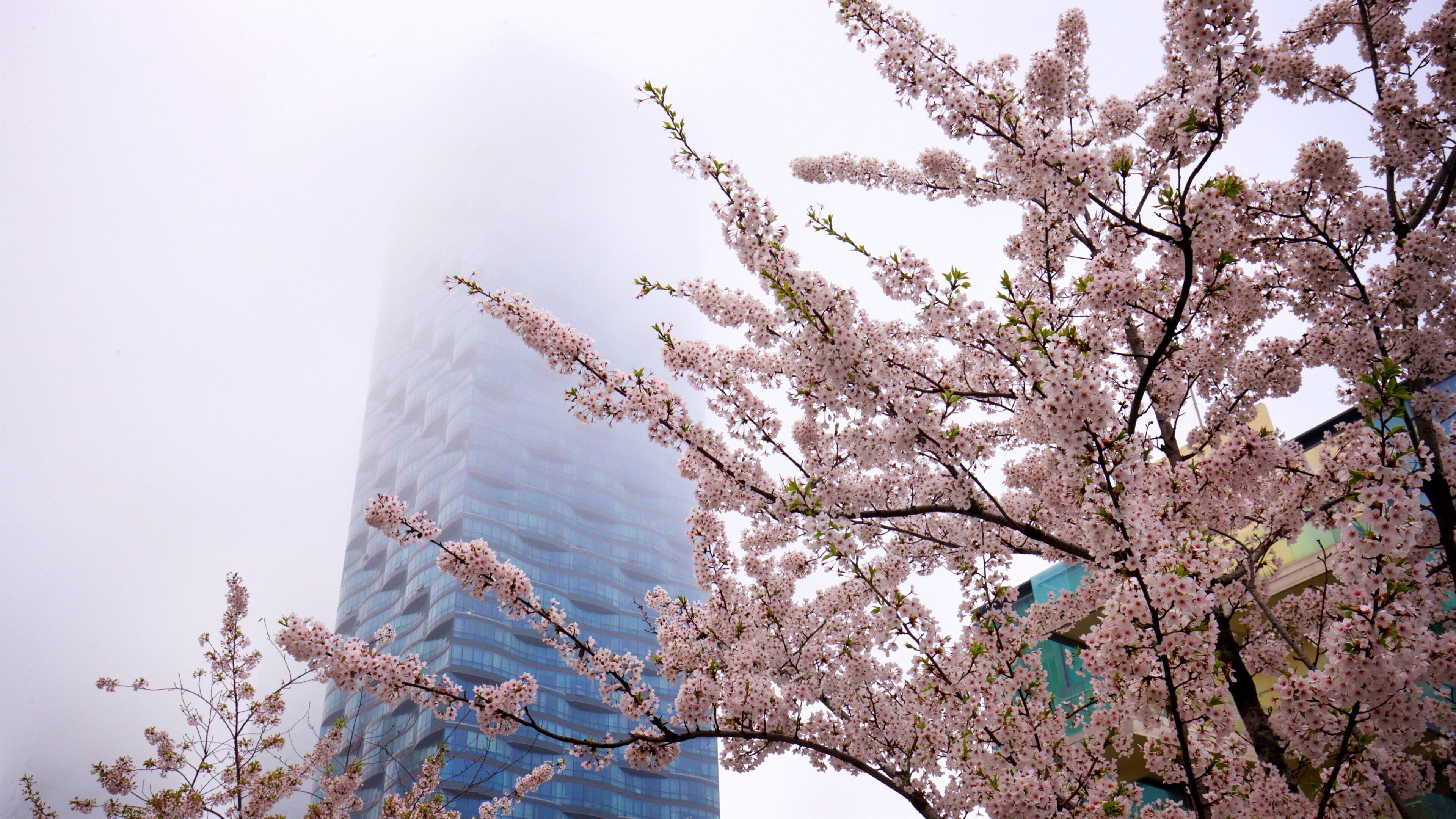 NC Cube Canal Walk which includes a high rise building, mist or fog and wildflowers