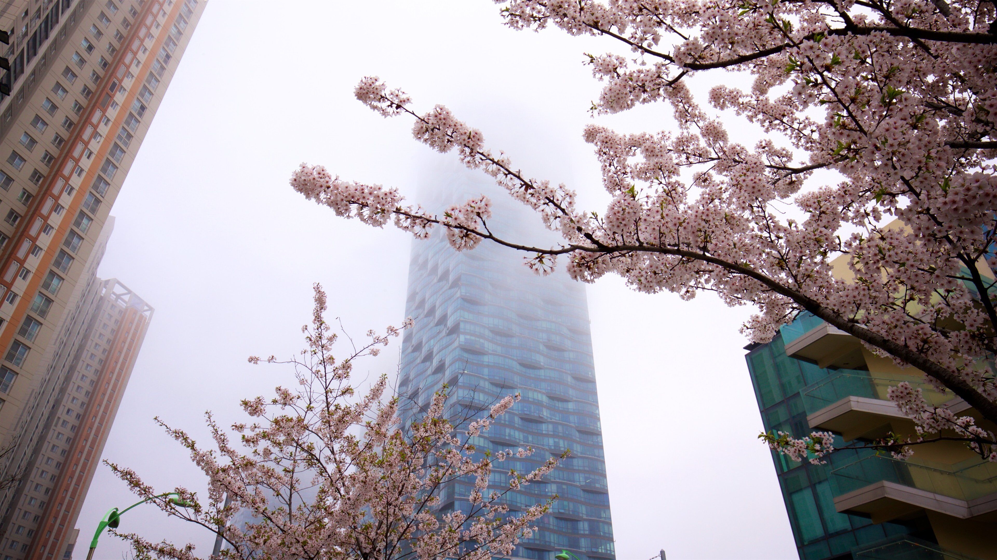 Promenade en bord de canal NC Cube Canal Walk qui includes fleurs sauvages, brume ou brouillard et building