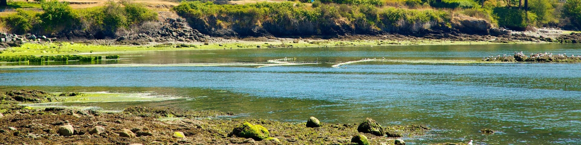 Orcas Island which includes a river or creek, landscape views and forest scenes