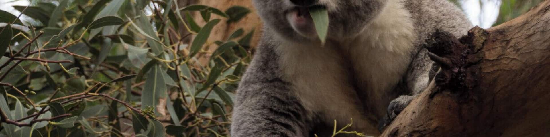 A Eucalypt forest with raised boardwalks has been created here so that you can get up close and personal with these cute fellows... the kids loved it!