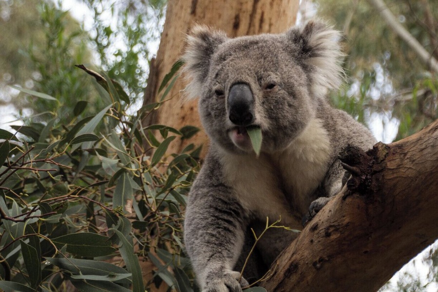 A Eucalypt forest with raised boardwalks has been created here so that you can get up close and personal with these cute fellows... the kids loved it!