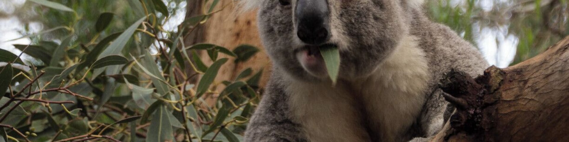 A Eucalypt forest with raised boardwalks has been created here so that you can get up close and personal with these cute fellows... the kids loved it!