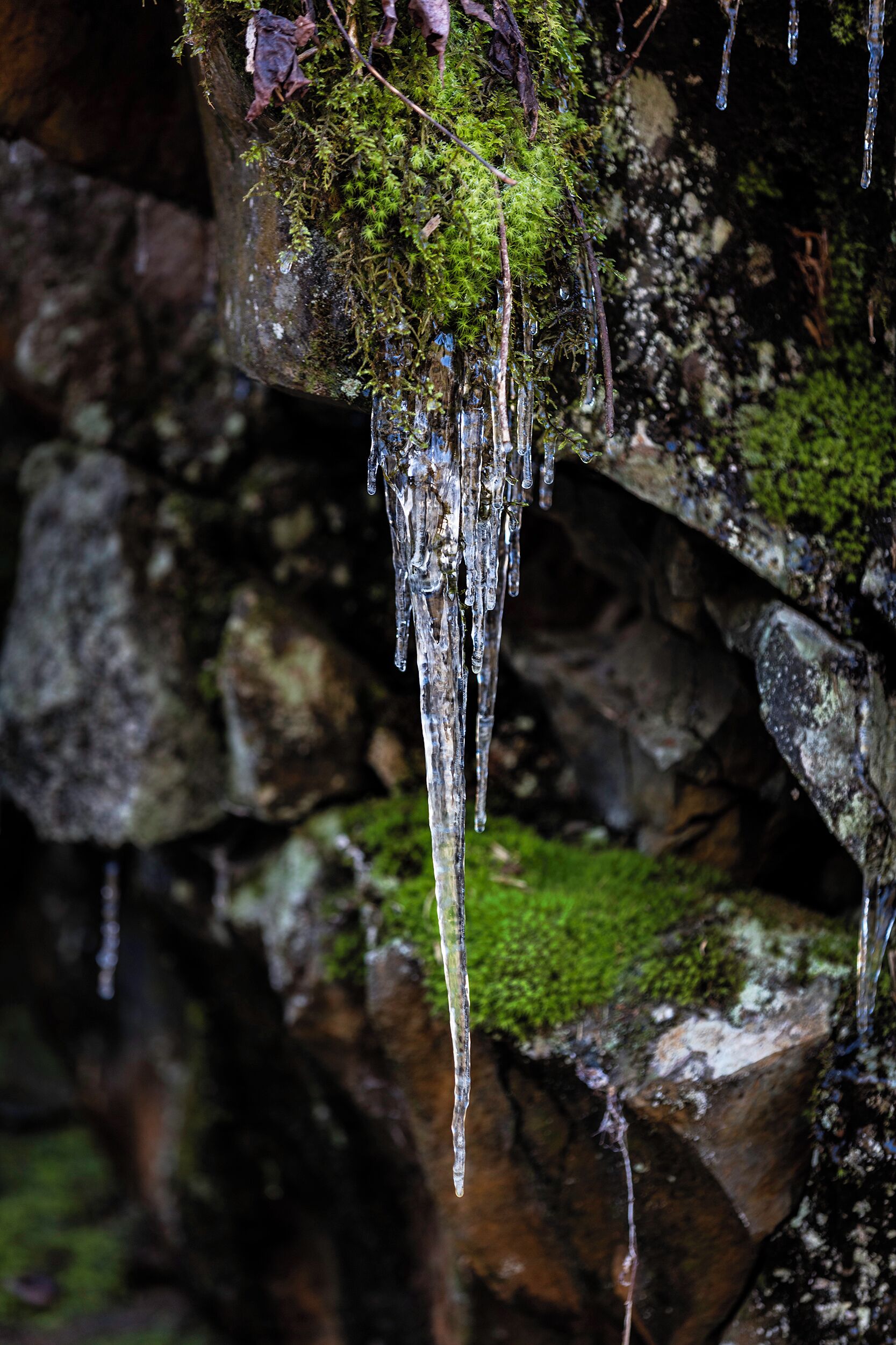 I love North Georgia winters! You can get oxymoronic events just like this! Because freezes don't last that long the moss stays this vibrant green and when a freeze happens you can get these two opposites happen, vibrant forest greens with middle winter ice. 