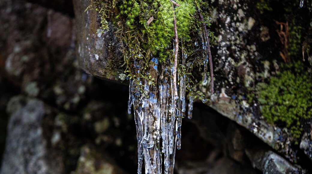 I love North Georgia winters! You can get oxymoronic events just like this! Because freezes don't last that long the moss stays this vibrant green and when a freeze happens you can get these two opposites happen, vibrant forest greens with middle winter ice.
