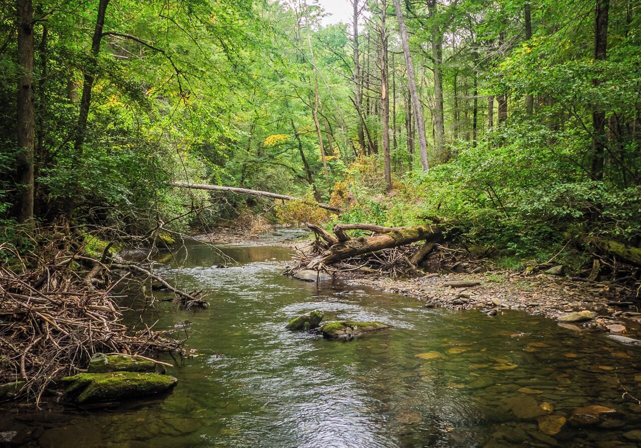Fires Creek Recreation Area - great place to spend the day enjoying the pristine wilderness. Easy trails that run along the creek.