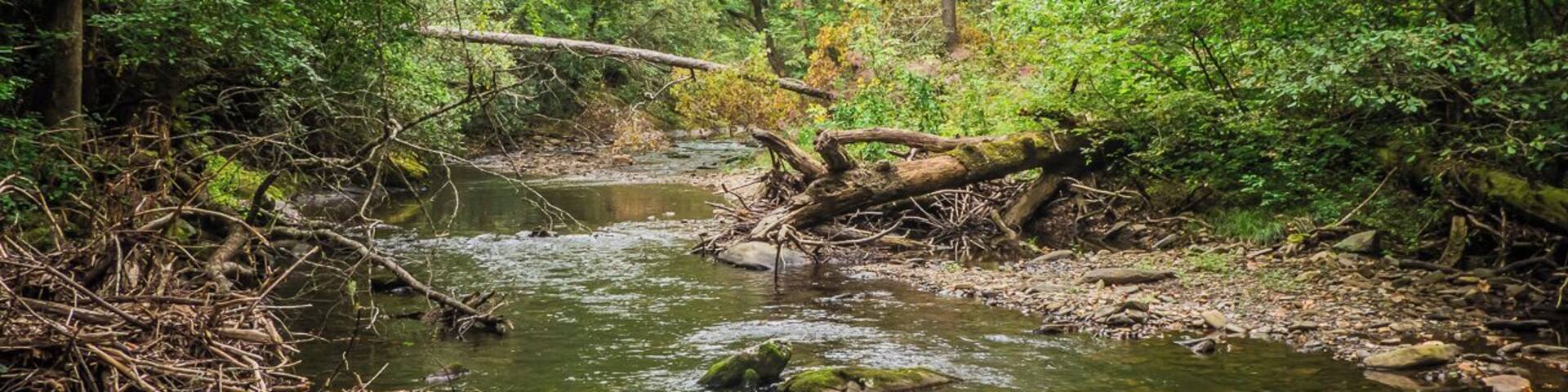 A forest stream with clear water, surrounded by dense green foliage and rocks.