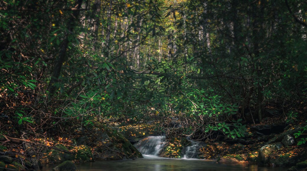 Fall is almost here! If we get color. The dry weather was rough on the leaves.