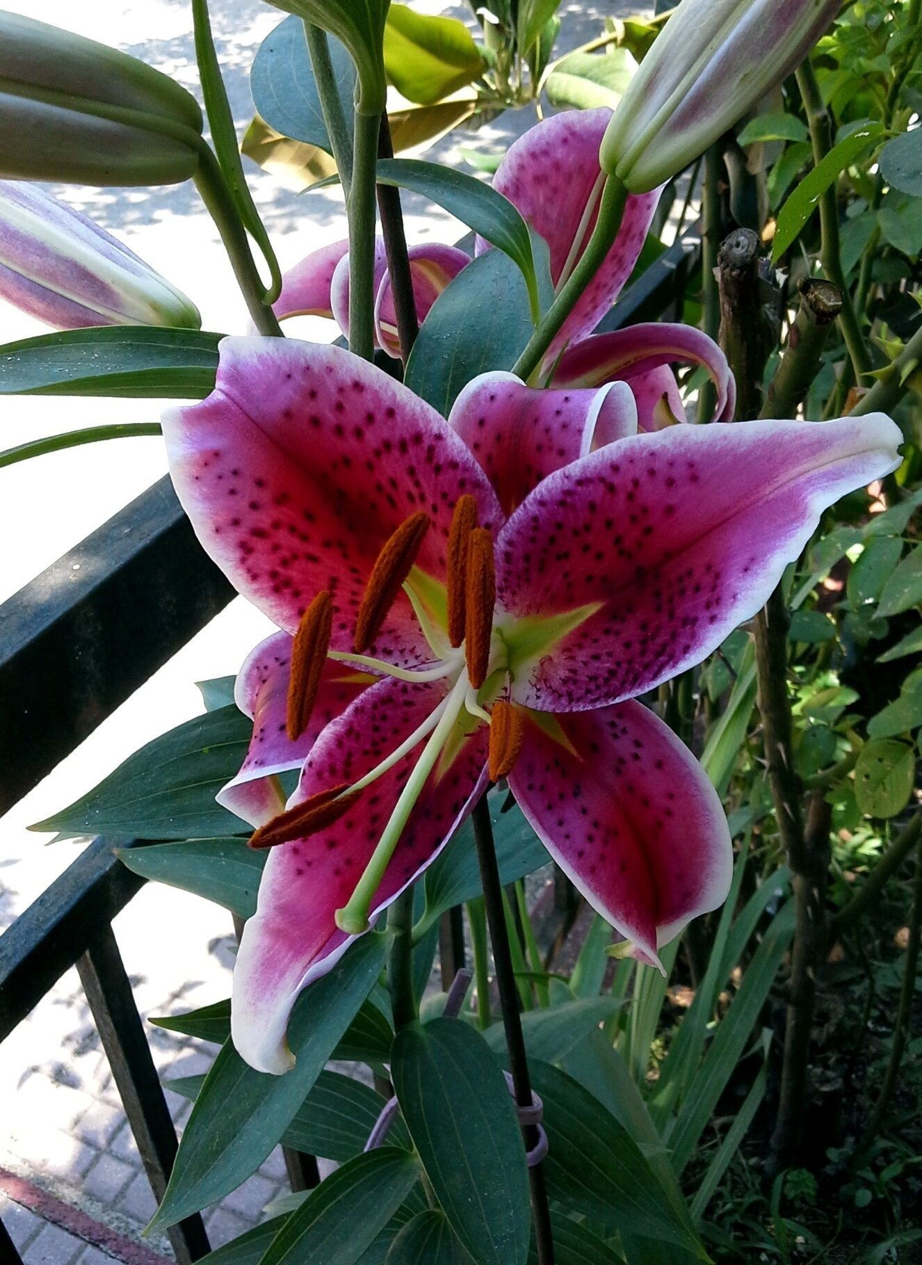 A flowery good morning!