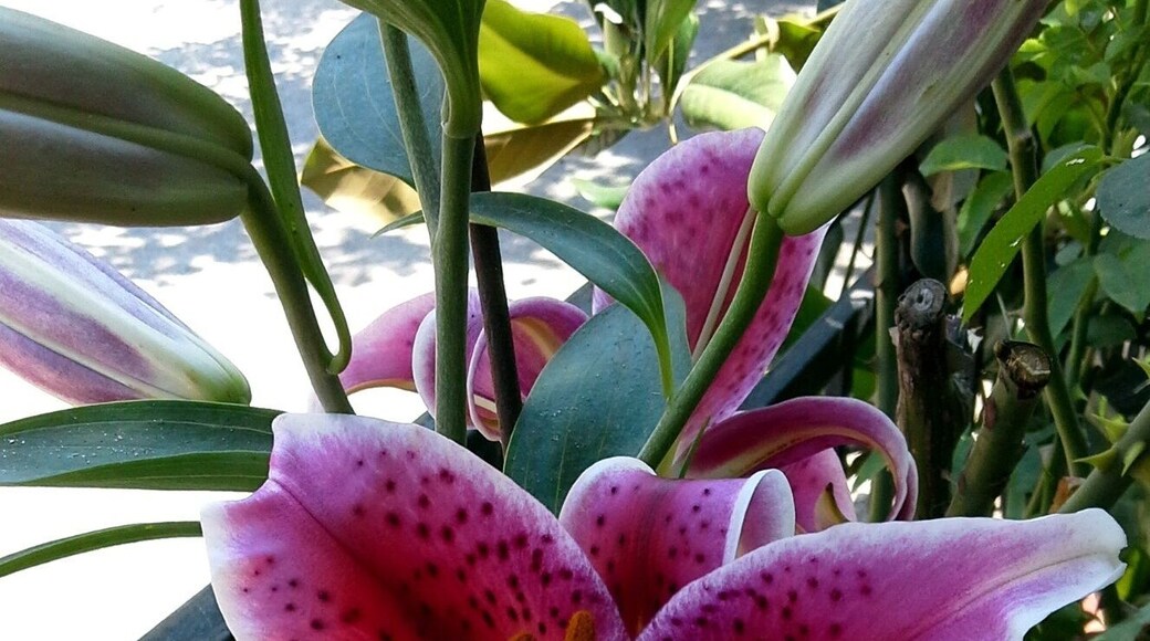 A flowery good morning!