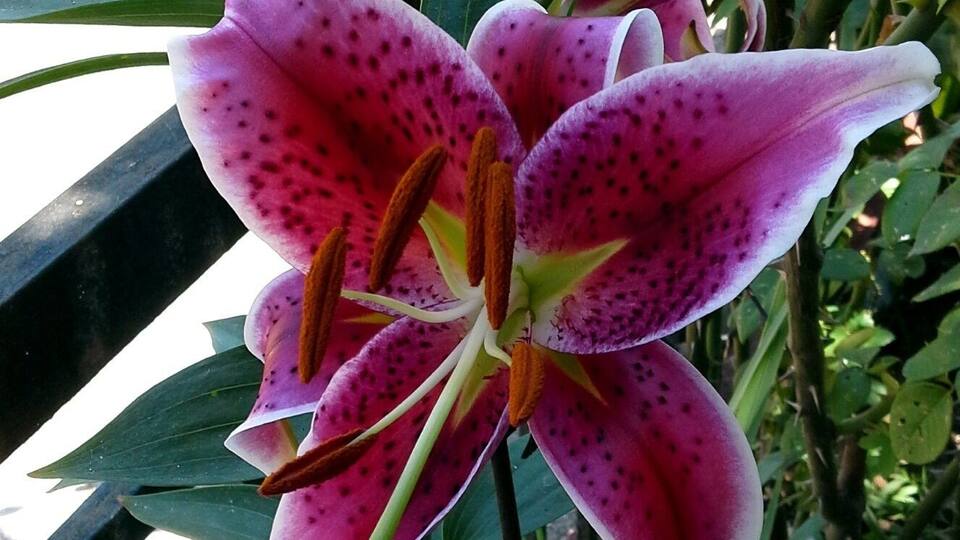 A pink lily with dark spots, green leaves, and a metal fence in the background.