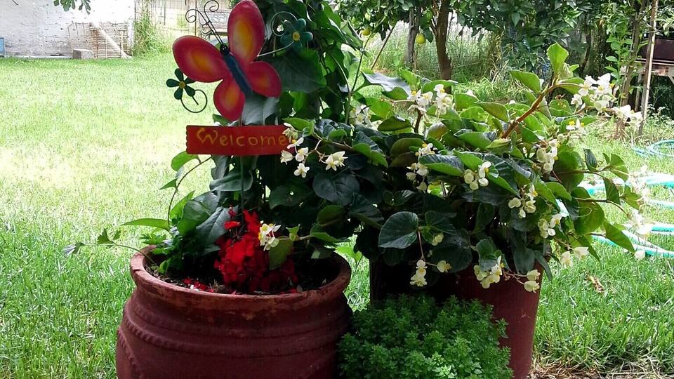 Two potted plants with a butterfly decoration and a 'Welcome' sign, set on a grassy area with trees in the background.
