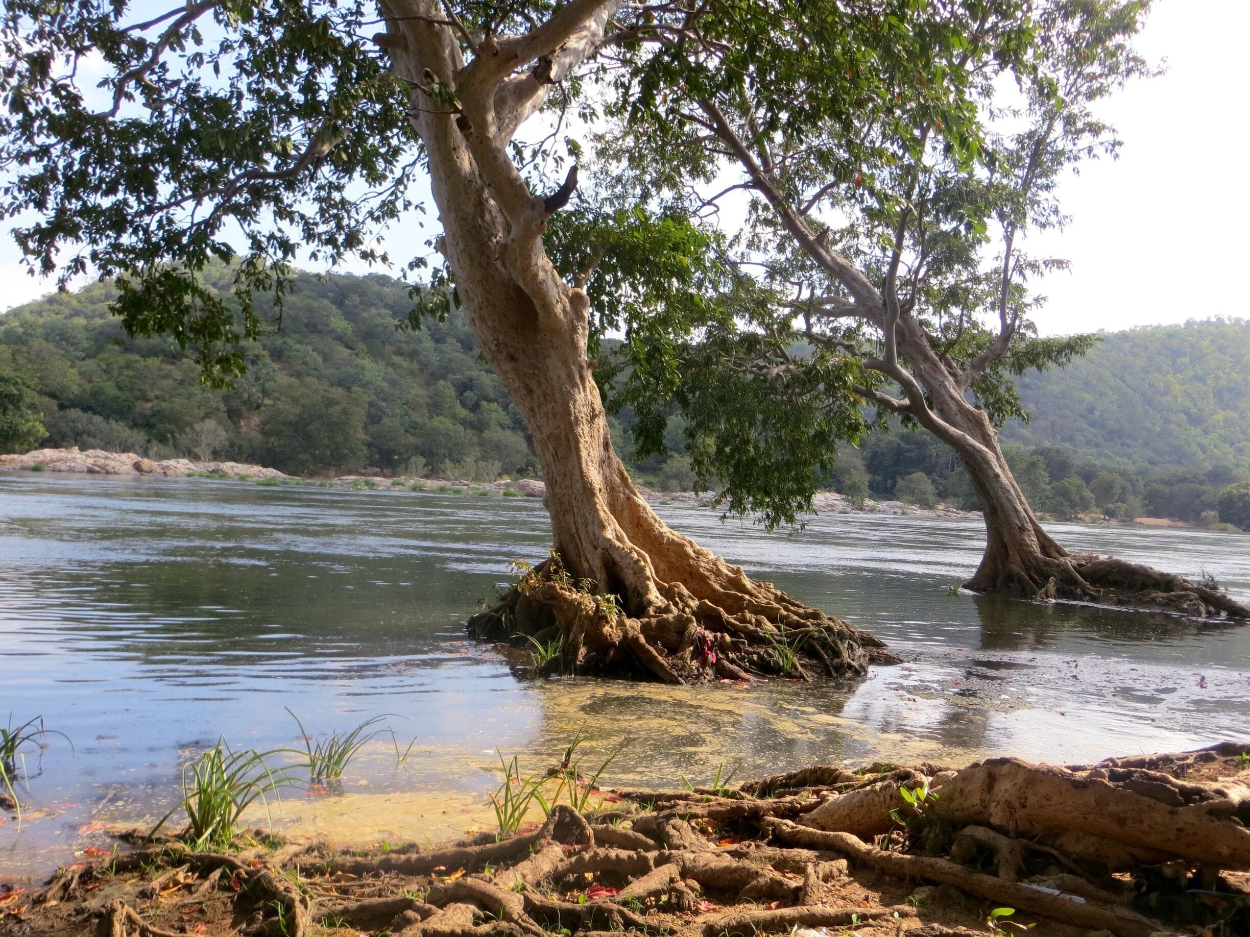 Calm and quiet place by the Cauvery river. A perfect picnic spot and can enjoy a nice jungle walk.