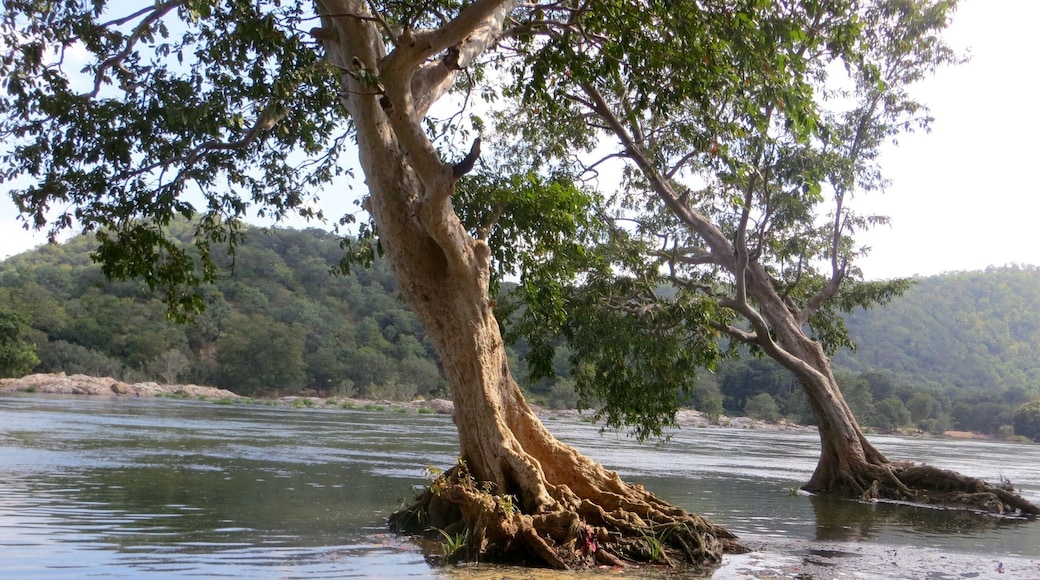 Calm and quiet place by the Cauvery river. A perfect picnic spot and can enjoy a nice jungle walk.
