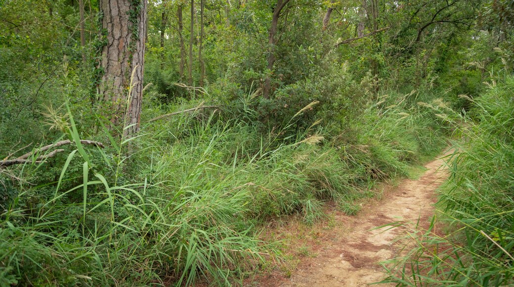 Pineta di Cervia - Milano Marittima
