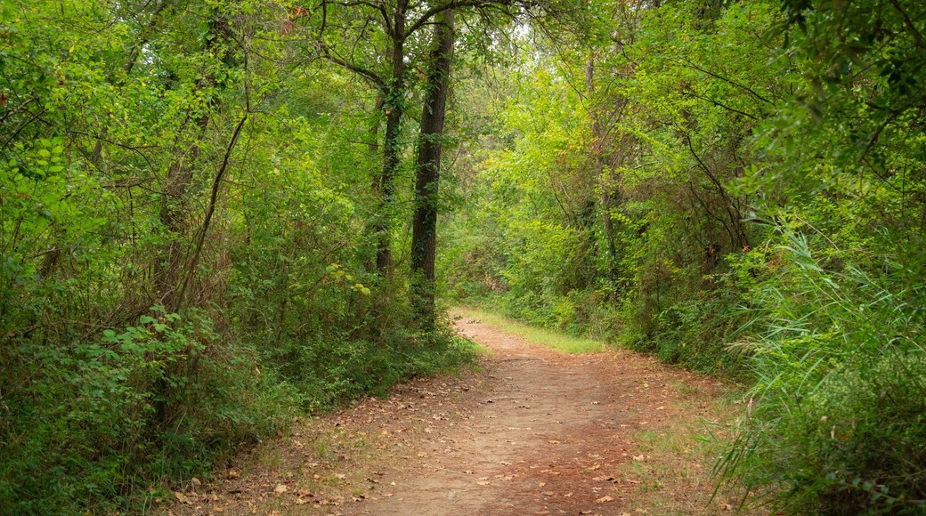 Pineta di Cervia - Milano Marittima