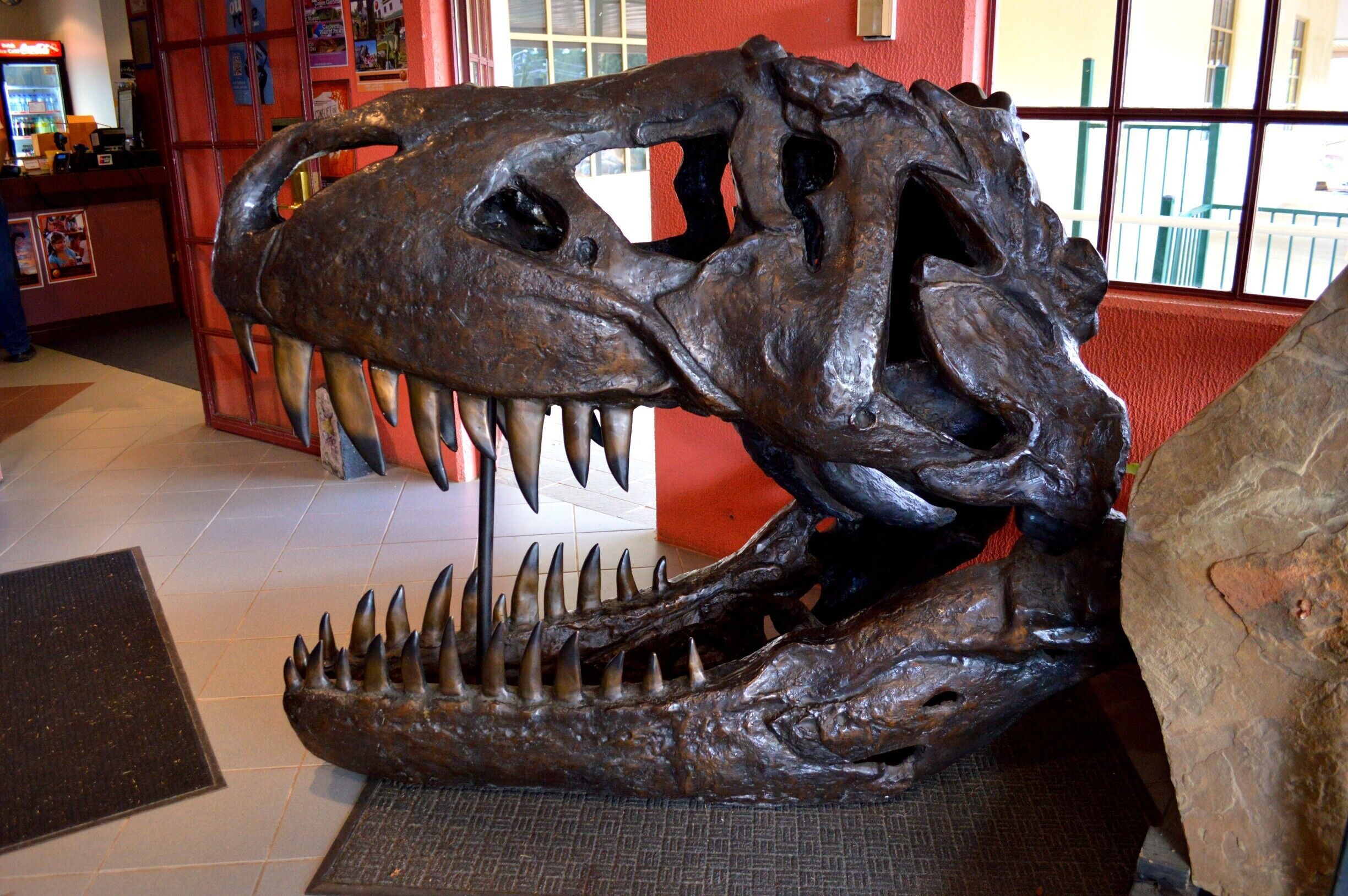 What a smile... This monster of a head can be found at the Dinosaur Museum in Canberra. 
The National Dinosaur Museum holds Australia’s largest display of dinosaurs. It’s also the place to learn all about the history of our Australian dinosaurs who roamed this great land.
On the top level, there is an incredible amount of hands on displays, from life size interactive dinosaurs, from bones to minerals and fossils. There is information from the evolution of life to how dinosaurs evolved and who their direct descendants are today.
Read more about this cool museum, head over to www.facebook.com/4pairsofItchyFeet