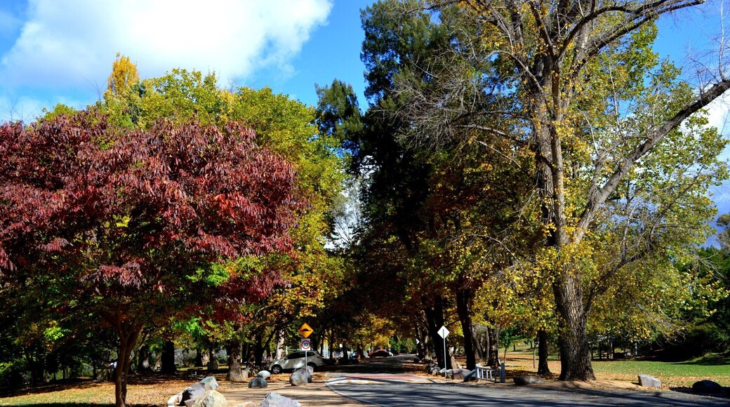 PICNIC in COTTER AVENUE… This idyllic setting is a perfect place for a picnic lunch and a relaxing afternoon. It is on the road out to Tidbinbilla roughly 23kms from the city centre. Nestled by the river is Cotter Avenue.
During autumn the leaves on the large populus alba trees start turning golden and fall like snowflakes from the cool breeze. We loved playing in the fallen leaves and making fun memories.