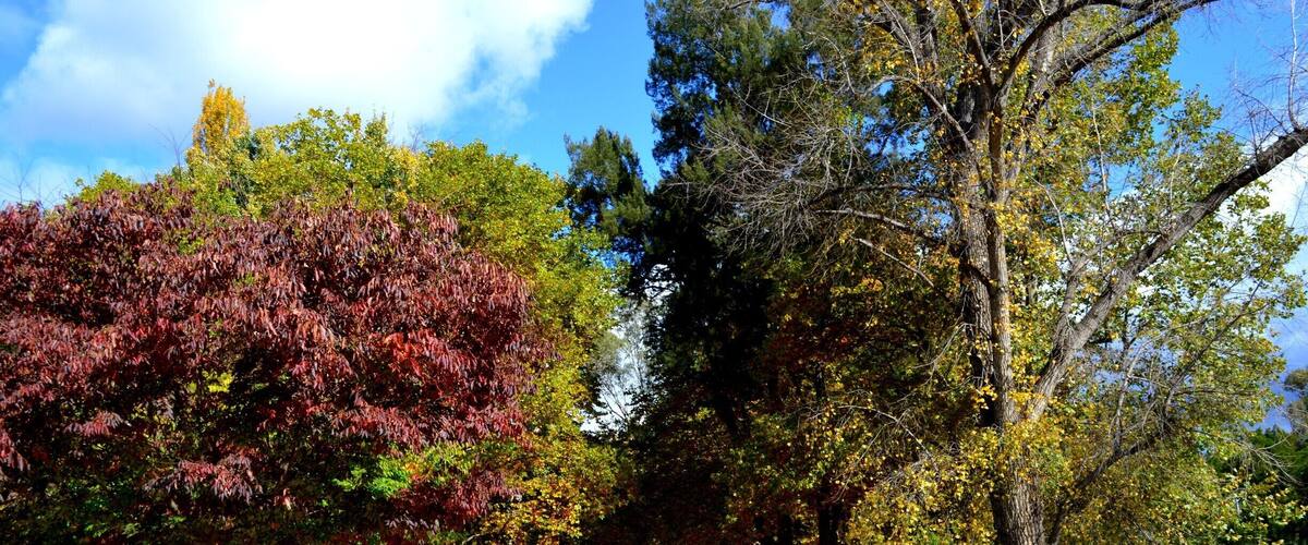 PICNIC in COTTER AVENUE… This idyllic setting is a perfect place for a picnic lunch and a relaxing afternoon. It is on the road out to Tidbinbilla roughly 23kms from the city centre. Nestled by the river is Cotter Avenue.
During autumn the leaves on the large populus alba trees start turning golden and fall like snowflakes from the cool breeze. We loved playing in the fallen leaves and making fun memories.