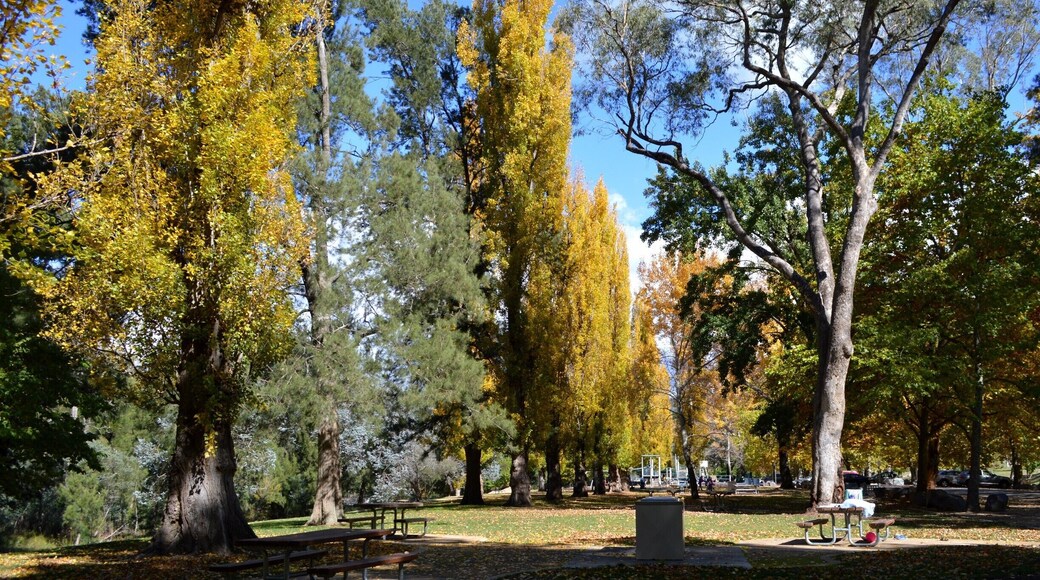 PICNIC in COTTER AVENUE… This idyllic setting is a perfect place for a picnic lunch and a relaxing afternoon. There are plenty of picnic tables, BBQ facilities, a clean amenities block and ample shaded spots to pull out the picnic rug. The kids like mine will love the large playground with swings, see-saw, a large climbing frame and a basketball court.