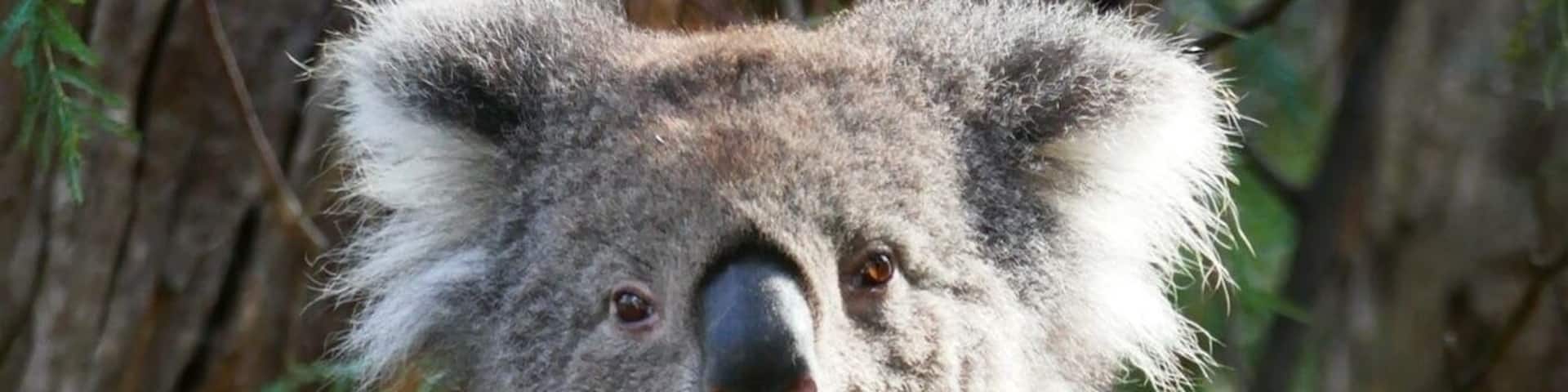 A koala sitting on a tree branch in a forest.
