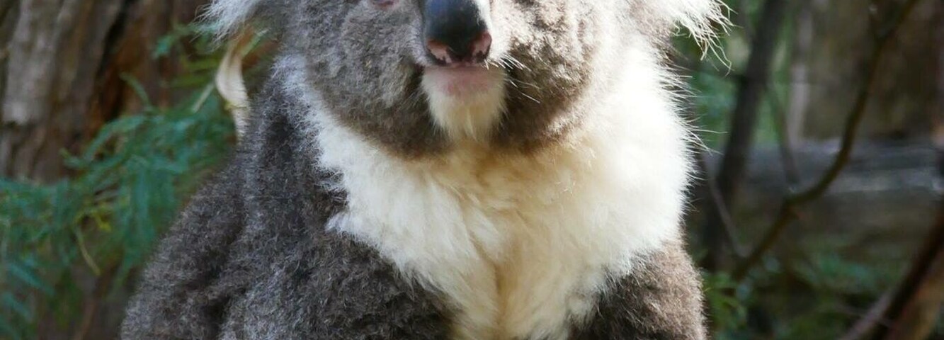 A koala sitting on a tree branch in a forest.