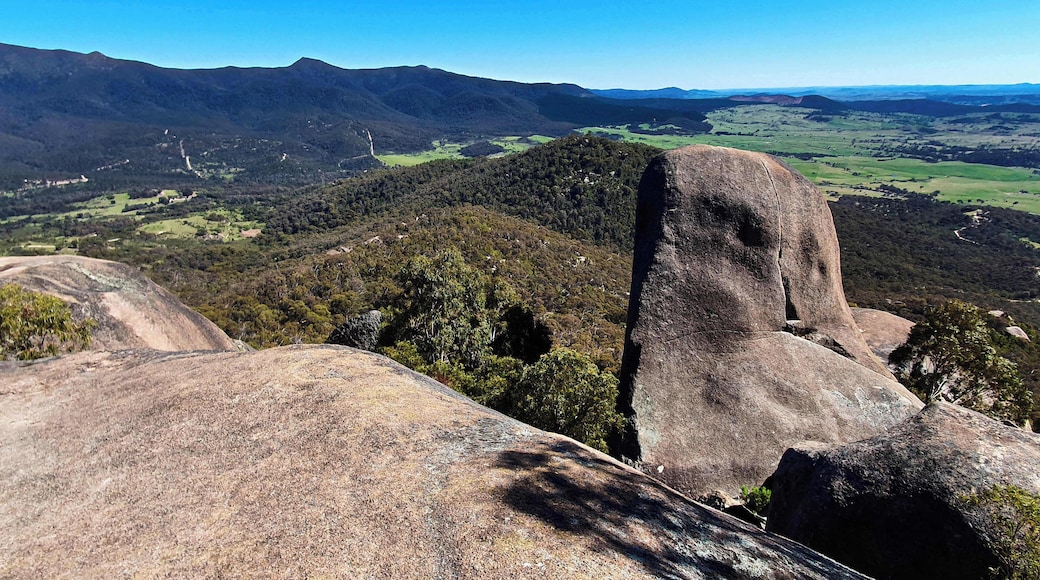 Part of the story of the climb -
The ascent was almost unnoticeable for the first kilometre or so as you passed by dried reeds that stood out in the backlight. The climb proper began as you reached the forest. Now it was a true hikers’ trail. Switchback after switchback until you reach a saddle between two mountains. Here there was a round table with bench seats and a sign proclaiming that this was Ngunnawal country. The mount had indeed been significant for them, a place to guide their paths.
There was another sign about orchids. “This section of the track is particularly rich in orchids, especially in spring” and “Tidbinbilla has more orchid species than all of Britain” got me somewhat excited. Now, other than the snakes I’d been keeping an eye out for, I could look for orchids. Way I figured it was that seeing an orchid would give me a special feeling of goodness while sighting a snake is clearly not a pleasant experience and death can result. Bit of no-brainer really. For the next ¾ of an hour though, I saw neither, though you must remember I was really only looking for orchids.
From the saddle the climb became steep in places and they ever had steps here and there. Glimpses of distant views could be garnered through gaps in the branches, hastening my footsteps somewhat. Somehow you most often seemed to be heading away from your destination but then, a few twists and turns later and you could see the summit above.
Scraggy gums left mottled shadows as you moved into the granite proper, large lumps of rocks that you had to divert around, like protective walls around a castle, and you had to find a way through. The rocks became larger and then, just ahead, a properly constructed lookout of hatched steel flooring.
Somehow, while the view was impressive, you just knew it was going to be better further on. The trail swung away and into the large outcrop until, suddenly, you were beside a broad made road, the fire trail that came via a different, and shorter route. Right beside it was a sign, “Welcome to Gibraltar Peak”. Yet you weren’t actually up the top just yet. That was about another 300 metres further on and, when I zig-zagged through the giant boulders, excitement came to the fore yet again.
There was a giant crack in one monolith that you could squeeze through and that led you to what could be fairly labelled the rear view. Impressive though it was, you couldn’t help but feel the main event was on the other side, and so it transpired. Finally clearing all obstacles I clambered on top of one giant slab of rock. “Wow” was the word that immediately came to mind and it didn’t disappear for some time. - continued on next page
