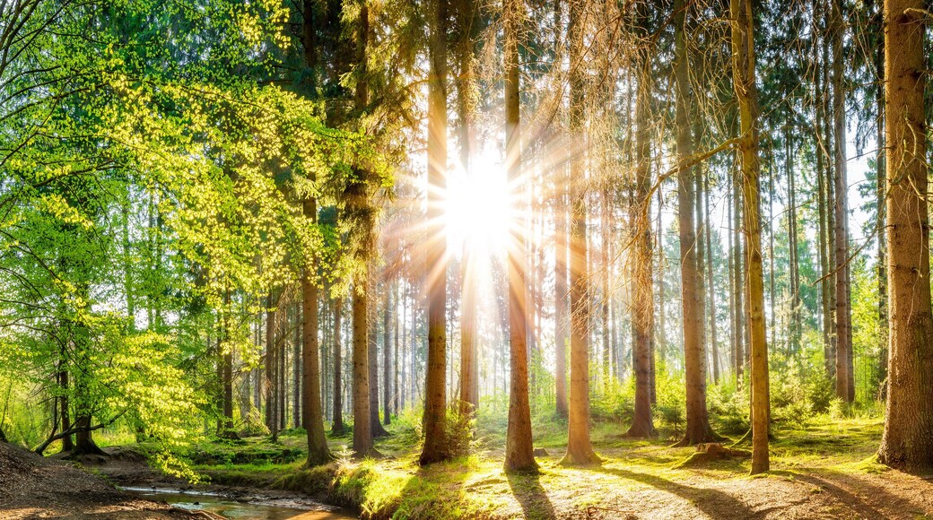 Wald im Frühling, Panorama einer idyllischen Landschaft mit Bäumen und Sonne