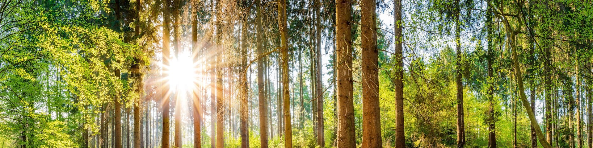 Wald im Frühling, Panorama einer idyllischen Landschaft mit Bäumen und Sonne