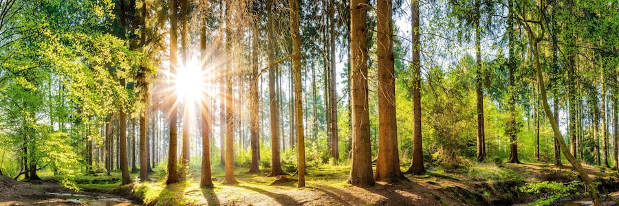 Wald im Frühling, Panorama einer idyllischen Landschaft mit Bäumen und Sonne