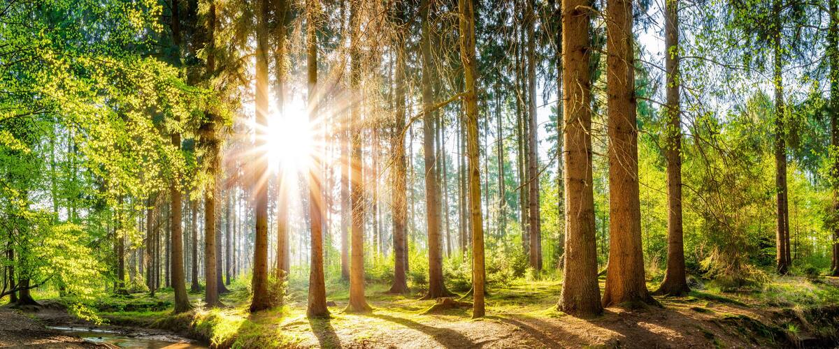 A dense forest with tall trees and sunlight filtering through the canopy.