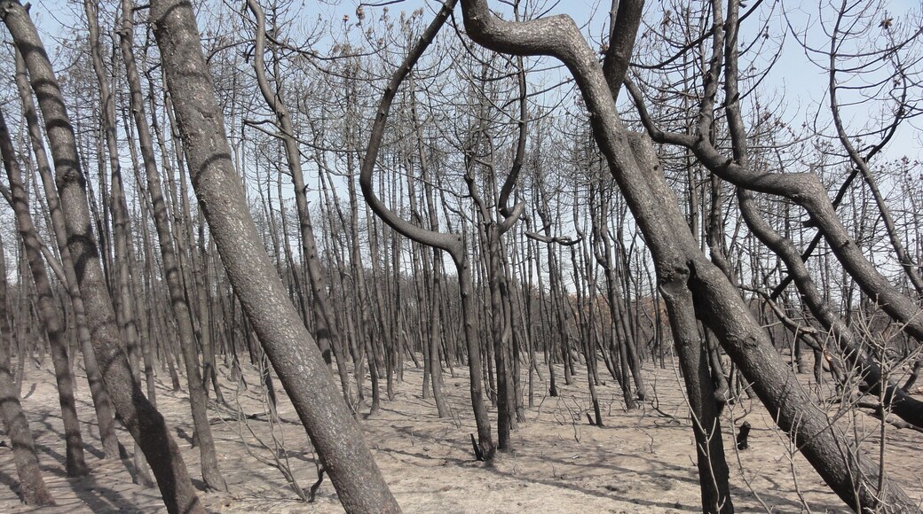 La pineta di Lido di Dante dopo l'incendio